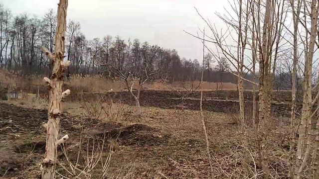 Саджанцы.Медвежий орех.Саджанцы деревьев Медвежего ореха.0682442195 смотреть онлайн