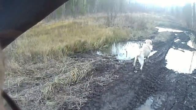 Выживший
