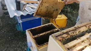 Самая простая Сборка гнезда пчёл в зиму с изоляцией матки.