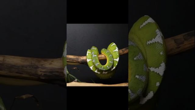 Emerald tree boa ? Corallus caninus