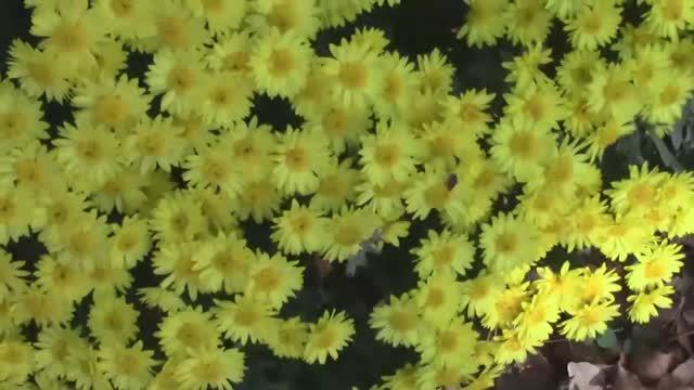 Хризантема мультифлора. Брызги красок. mp4 смотреть онлайн