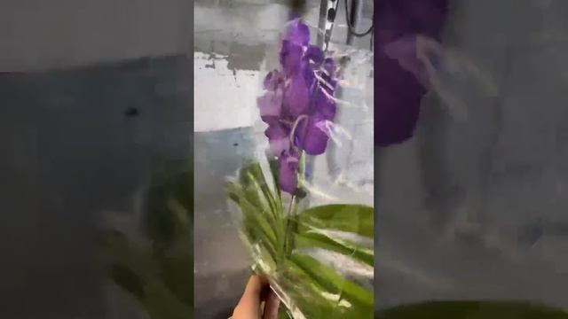 Свіжа поставка в квітковому гаражі! смотреть онлайн