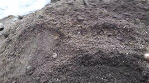 Малина маравила. Закладка маточного корня на проращивание.