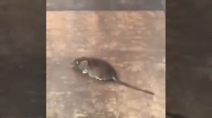 Огромная крыса мутант бегает по торговому центру