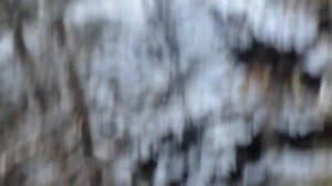 Зверь на отстое.