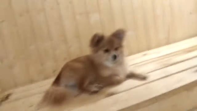 VLOG с дачи|поем под гитару|жарим шашлыки смотреть онлайн