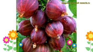 Крыжовник обыкновенный Сенатор. Краткий обзор, описание характеристик ribes uva crispa Senator