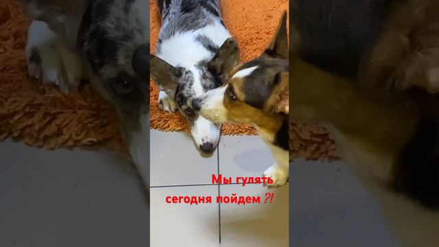 Вельш корги кардиган , окрас мраморный и триколор ! У нас есть щенки ! #вельшкоргикардиган #dog