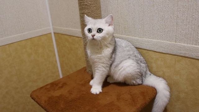 Британская серебристая шиншилла