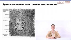 Виды электронной микроскопии // КПК АПО