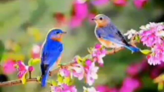 Дар вакти субгохон буи МУХАММАД. (с.а.в) омад смотреть онлайн