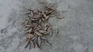 Рыбалка Карагандинская область