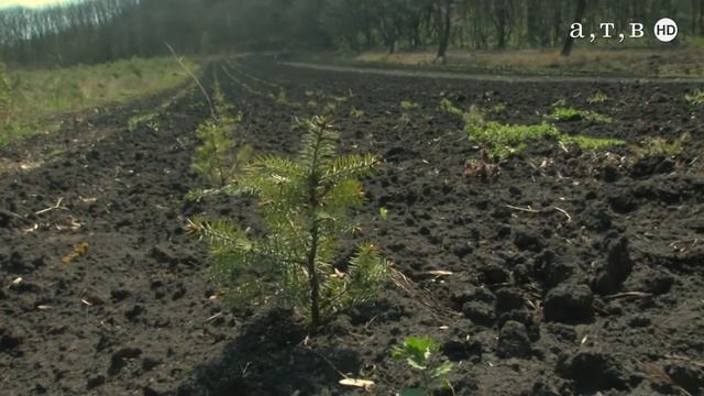 Плюс 41 тысяча деревьев смотреть онлайн