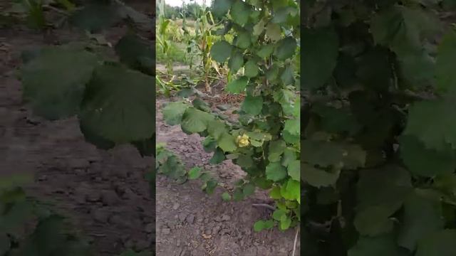 Фундук Винница, Обзор сада загрузка сорта Вебба ценный смотреть онлайн