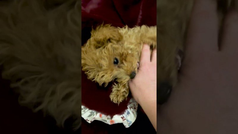 Малыш - Симба. Мальтипу ❤️ Забавные животные. He is cute! Maltipoo ❤️ Funny animals.