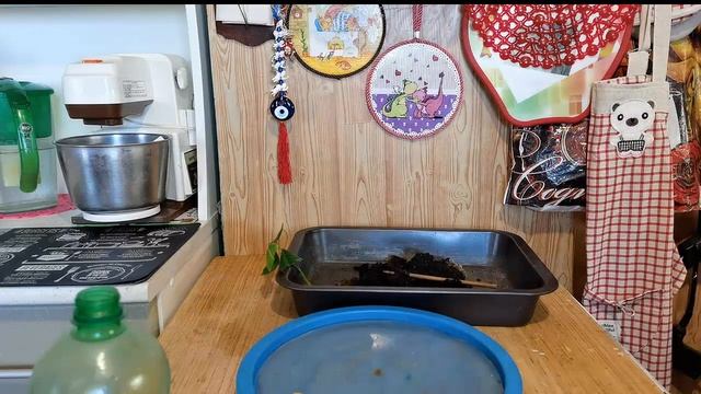 Можно ли вырастить плод каламондина на черенке