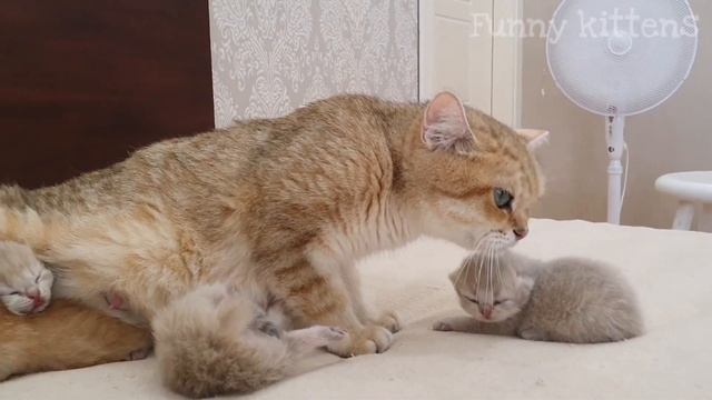 Котята Равенны пищат и зовут маму кошку | 9 дней после рождения ??? | Слепые котята ???