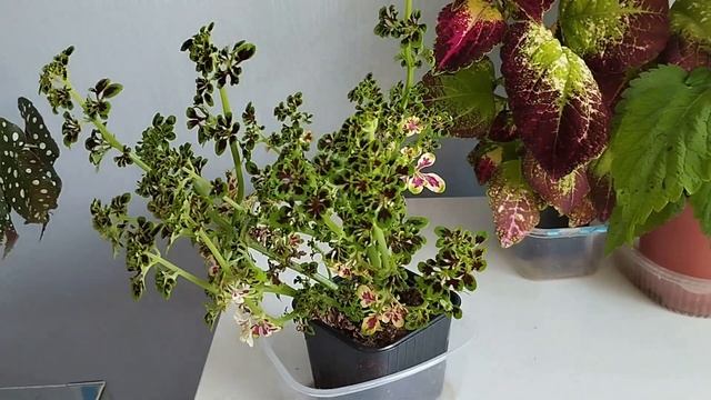 Колеусы, Часть 4. Выбор горшка смотреть онлайн