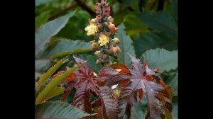 Ricinus communis (with translation text)