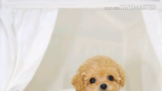 САМЫЕ МИЛЫЕ ЩЕНКИ И КОТЯТА!!! смотреть онлайн