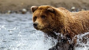 Звук медведя