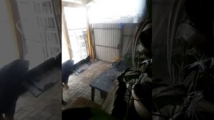 Обучение тибетского мастифа,охрана территории