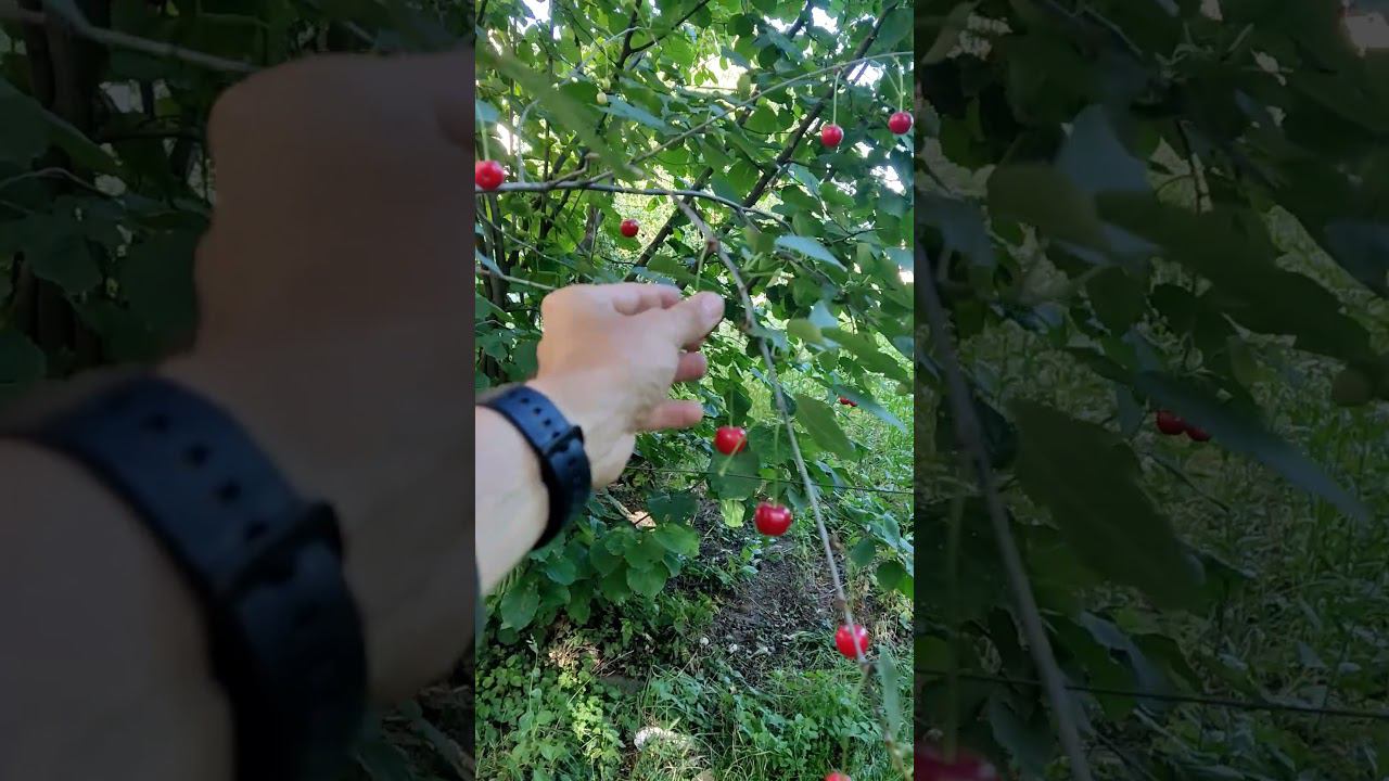 Вишня смотреть онлайн