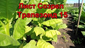 Созревание листа и первая ломка - сорт табака Трапезонд - 15