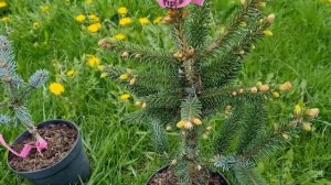 Редкие хвойные весна 2023 обзор