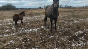 ЛОШАДИ/ ДРУГ КОНЕВОД КУПИЛ КОБЫЛУ С ЖЕРЕБЕНКОМ