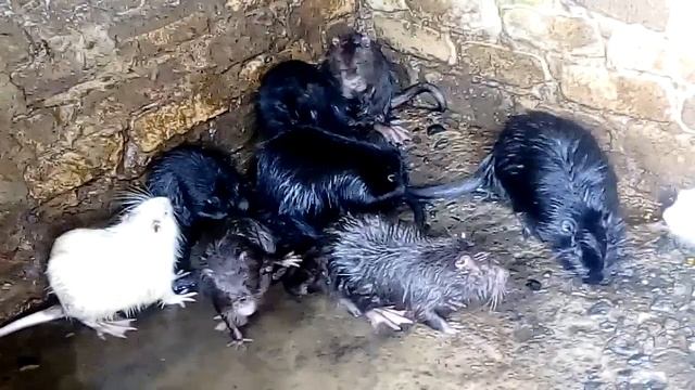 Чистоплотные КРЫСЫ {Nutrias} смотреть онлайн