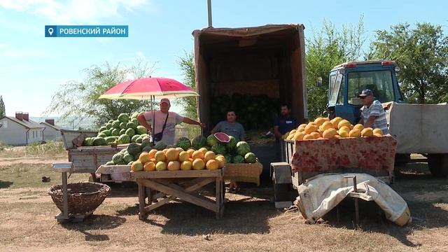 В Ровенском районе стартовал сбор арбузов