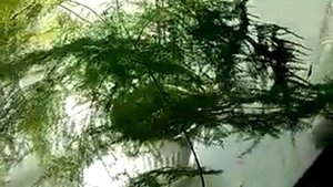 "Комнатные цветы" - Аспарагус Плюмозус Asparagus Plumosu. Уход и размножение в домашних условиях.