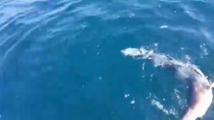 Рыбалка Неожиданный улов Патрокл Владивосток