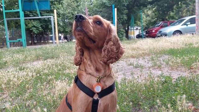 Знакомство Спаниеля Сэма и Софии! #собака #английскийкокерспаниель #спаниель смотреть онлайн