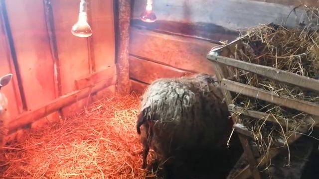 Окот у овец / Прибавление в хозяйстве / Окот в мороз /