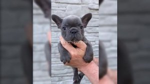 Большой выбор щенков французского бульдога голубого окраса из питомника French kennel г.Москва