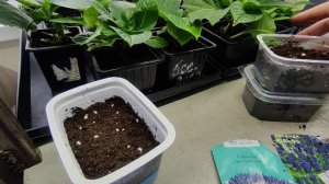 Гелиотроп и лаванда из семян.