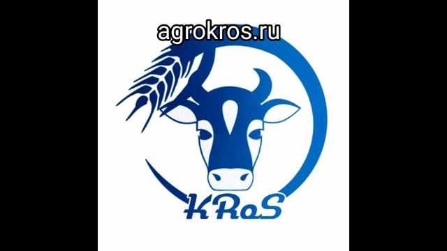 Симменталы в зимней ферме КРС. Колхоз реализует породу Симентал