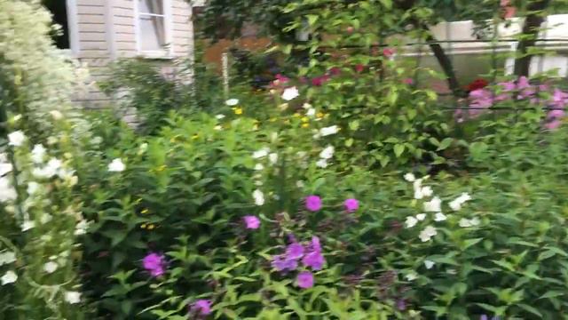 Астильба в саду. Ашукино 2020. смотреть онлайн