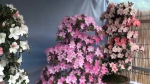 Япония. Выставка искусства Бонсай азалий. Парк УЭНО.