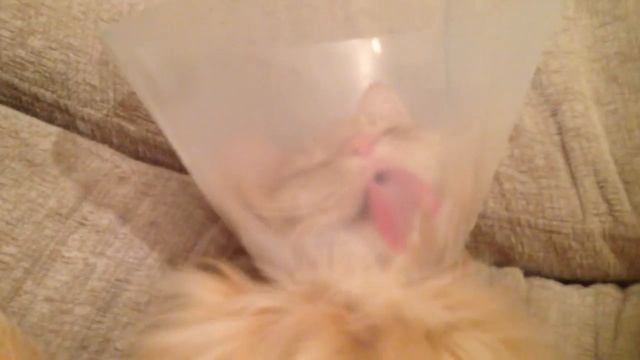 Как чесать индифферентного кота смотреть онлайн