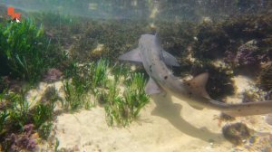 Catching a SHARK by HAND!