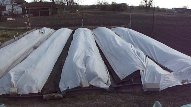 Возвратные заморозки- катастрофа для тех, кто выращивает клубнику. смотреть онлайн