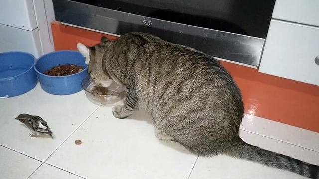 Кот не ест воробья, а наоборот, делится с ним своей едой смотреть онлайн