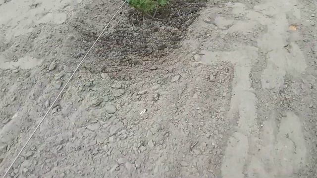 Уход за однолетними саженцеми виноград .Полив сколько, когда и как смотреть онлайн