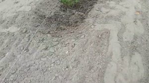 Уход за однолетними саженцеми виноград .Полив сколько, когда и как