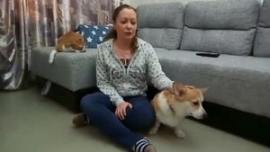 Дрессировка собак. Вельш корги пемброк