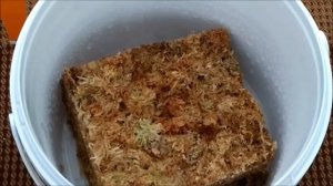Новозеландский мох сфагнум (Spagmoss). Как выглядит и отличается ли от нашего лесного сфагнума