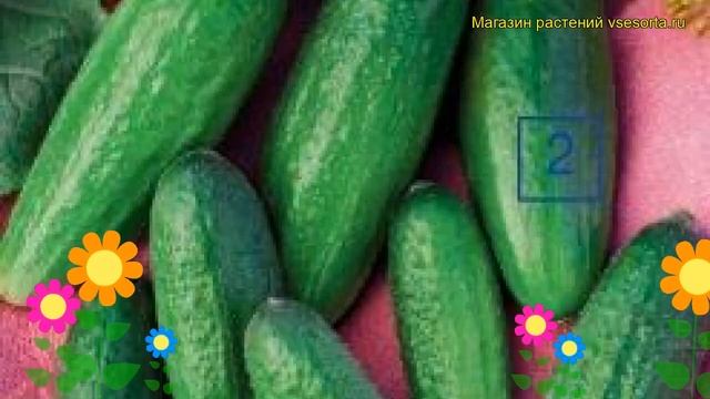 Огурец Примадонна F1. Краткий обзор, описание характеристик, где купить семена cucumis sativus смотреть онлайн